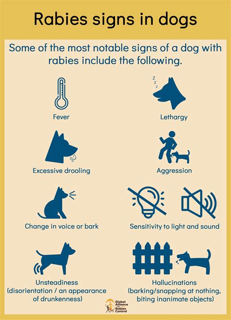 Can A Dog Have Rabies And Not Show Symptoms