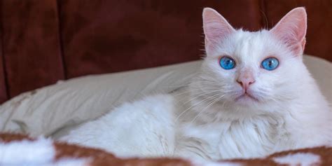 14 Beautiful White Cat Breeds With Pictures - Cats.com