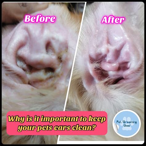 Dog Ear Mites Vs Yeast Infection