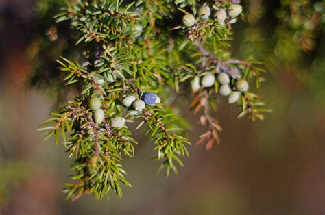 Juniper Berries Stock Photos, Images and Backgrounds for Free Download