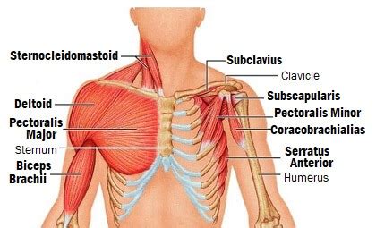 Shoulder Muscles Anatomy