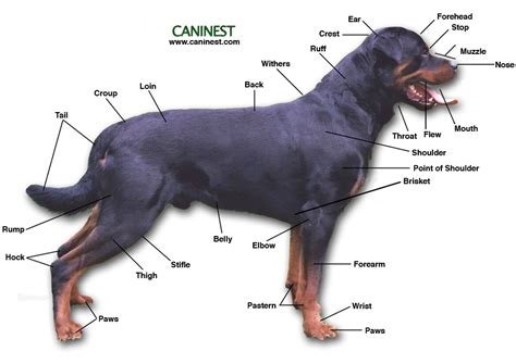 Basic Dog Anatomy