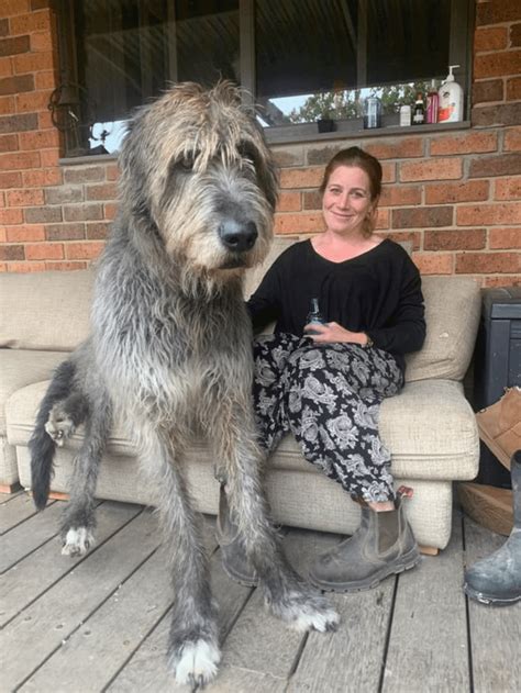 Seamus the Irish Wolfhound is a gentle giant : aww