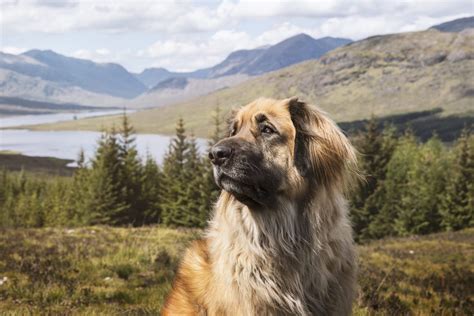 15 Mountain Dog Breeds That Love the Outdoors | Reader's Digest