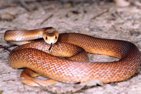 Top 10 Venomous Snakes Of Australia - Reptiles Magazine