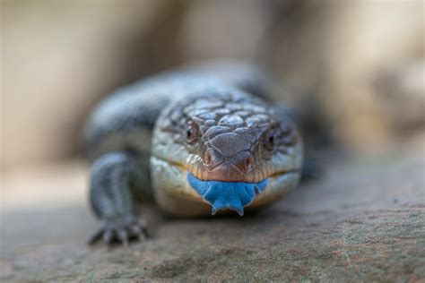 Blotched Blue-Tongued Lizard | Sean Crane Photography