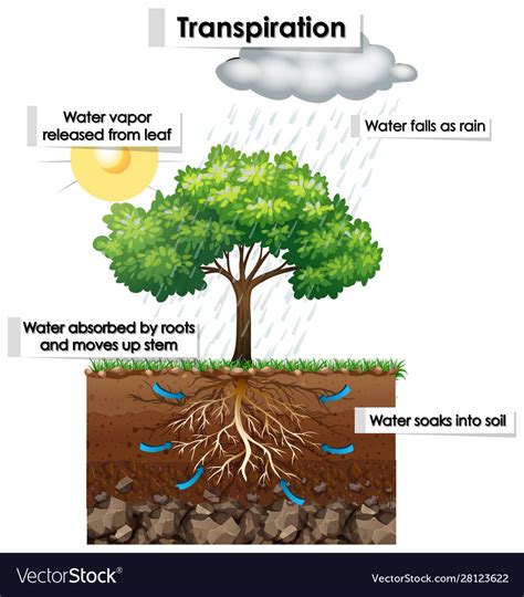 Diagram showing transpiration in plant Royalty Free Vector