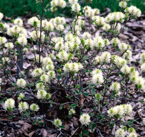 Fothergilla, Dwarf - Campbells Nursery