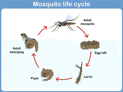 The Life Cycle of a Mosquito | Mosquito Exterminator Company Austin