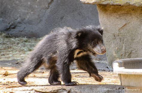 Sloth Bear Cub - Michael McAuliffe Photography