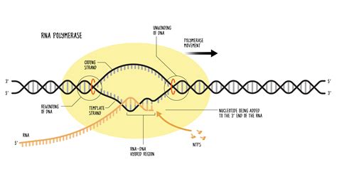 RNA Polymerase: Function and Definition | Technology Networks