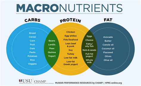 Macronutrients 101 | HPRC