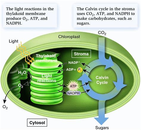 What is Photosynthesis-Light Reaction, Dark Reaction, and Significance ...