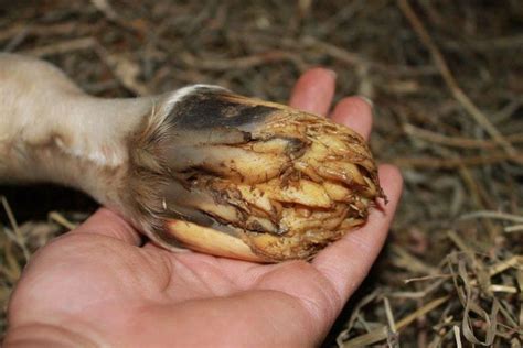 did you know this is a normal baby foal's hoof before it hardens ...