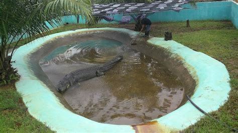 How captivity killed Lolong