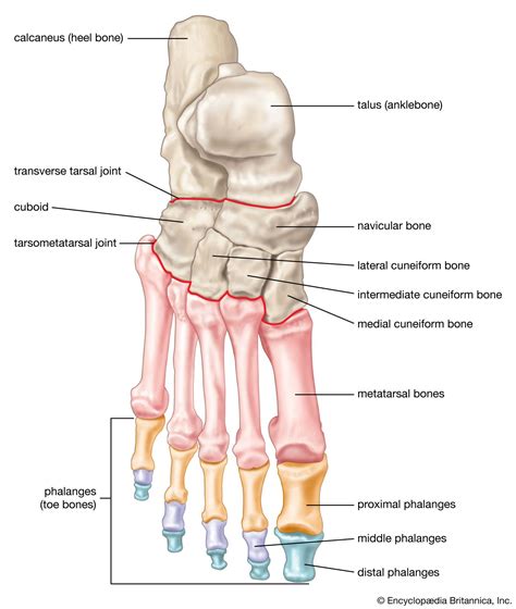 Foot | Description, Drawings, Bones, & Facts | Britannica