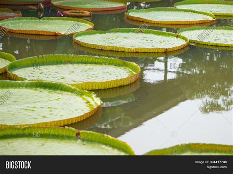 Victoria Waterlily Image & Photo (Free Trial) | Bigstock