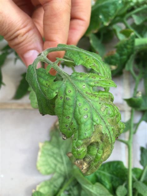 Tomato | Aphid damage to tomatoes?