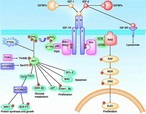 IGF, insulin like growth factor-1 function, IGF test & normal IGF-1 ...