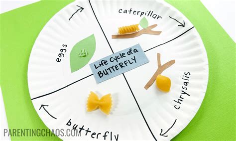 Learn about the Butterfly Life Cycle with this Fun Paper Plate Craft! ⋆ ...