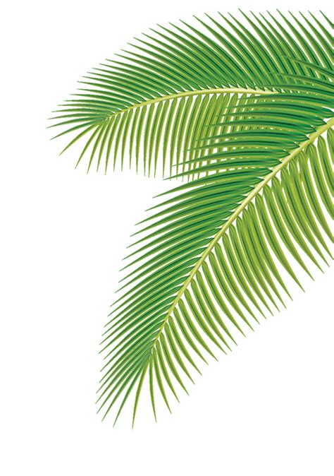 17 Palm Leaf Vector Images - Vector Palm Leaves, Vector Palm Tree Leaf ...