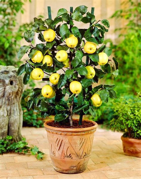 14 Best Fruits To Grow In Pots | Fruits For Containers