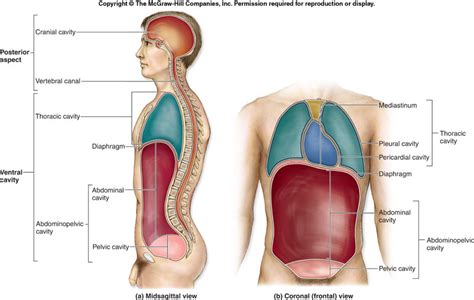 Anatomy and Physiology I Coursework: Dorsal/Ventral Body Cavities