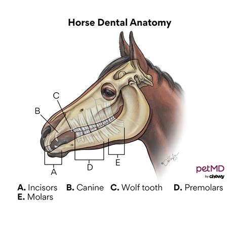 Wolf Teeth in Horses | PetMD