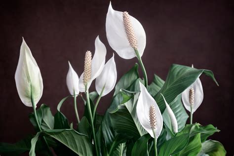 Low Light Flowering Houseplants – Houseplants That Bloom With Little Light