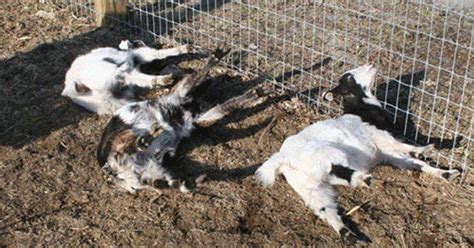 Funny Facts About Fainting Goats | The Fact Site