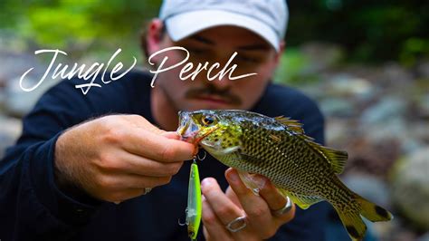 Jungle Perch in Crystal Clear Streams - Daintree Rainforest Fishing ...