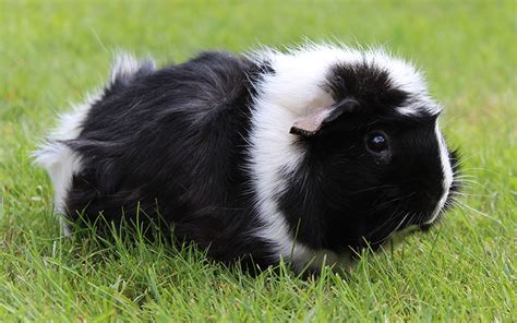 Black And White Guinea Pig Names - 250 Awesome Ideas For Naming Your ...