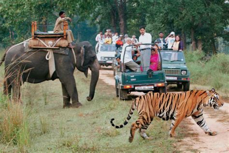 Best Tiger Safari Tour of India - India Tiger Safari Tour Package