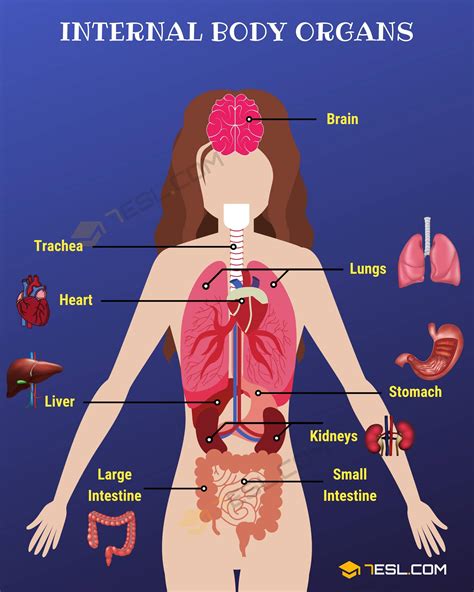 Diagram Body Organs