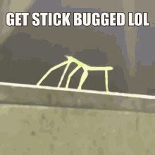 Stick Bug GIFs | Tenor