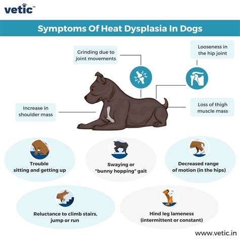 Hip Dysplasia in Dogs: Does Your Pupper Have it?