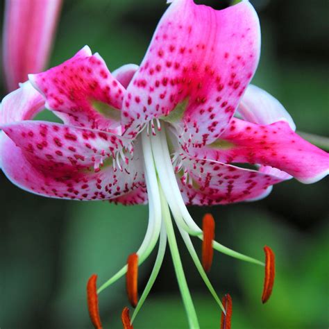 Colorful Tiger Lily Bulbs for Sale | Wild About Tiger Lily Mix – Easy ...