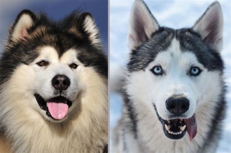 Malamute vs Husky: know the differences between these breeds ...