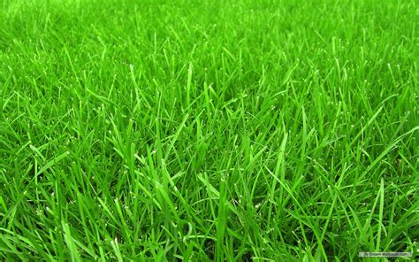 Grass Wallpaper Images - WallpaperSafari