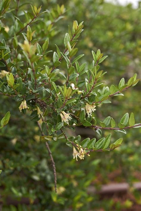 Lonicera nitida in bloom stock photo. Image of evergreen - 181647720