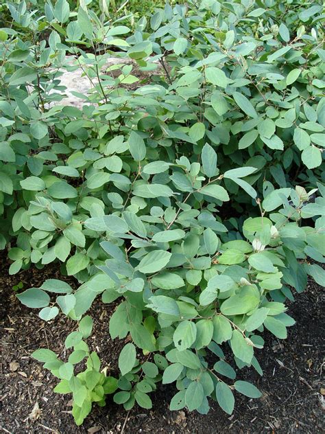 Fothergilla 'Blue Shadow' | Garden Housecalls