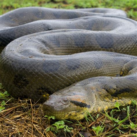 Green Anaconda | National Geographic