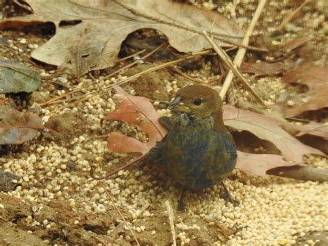 Indigo Bunting - FeederWatch