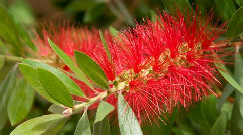 The 9 most popular native plants for Sydney gardens | Flower Power