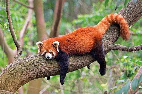 Red Panda Habitat Climate