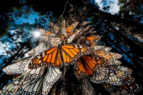 Monarch Butterfly Sanctuary Mexico | Images and Photos finder