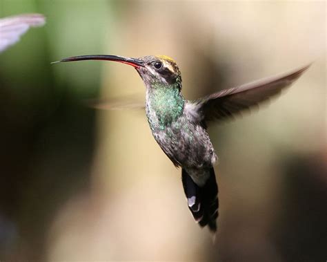 9 Stunning Hummingbirds of Ecuador