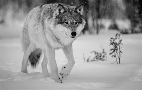 Wallpaper winter, wolf, Nature, animals, winter, wolf images for ...