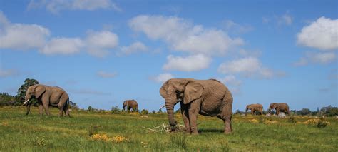 Knysna Elephant Park | South Africa | Wild Safari Guide