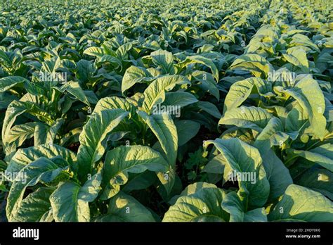 Planting and harvesting season tobacco in tobacco plantation field ...